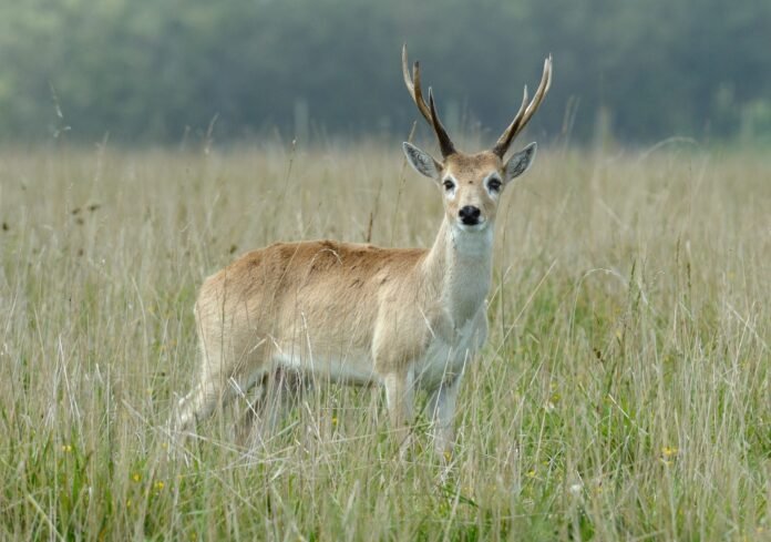 Venado de las pampas